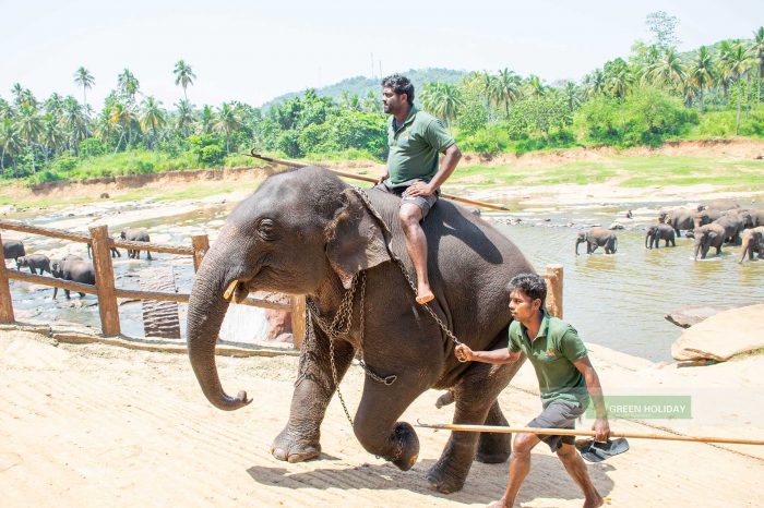 Pinnawala Elephant Orphanage