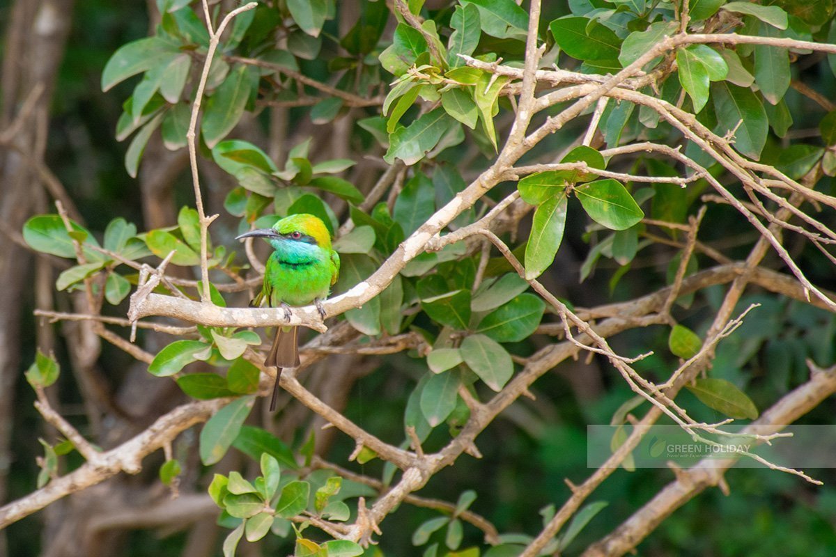 Endemic Birds in Sri Lanka