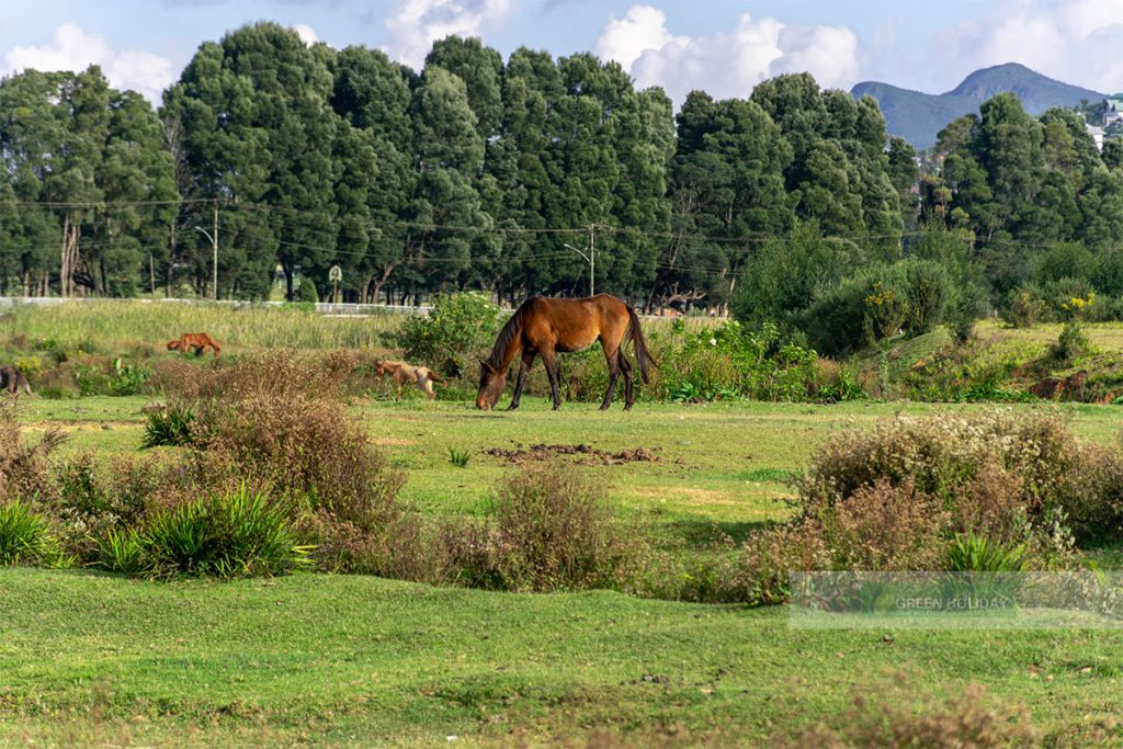 Race Course Nuwara Eliya