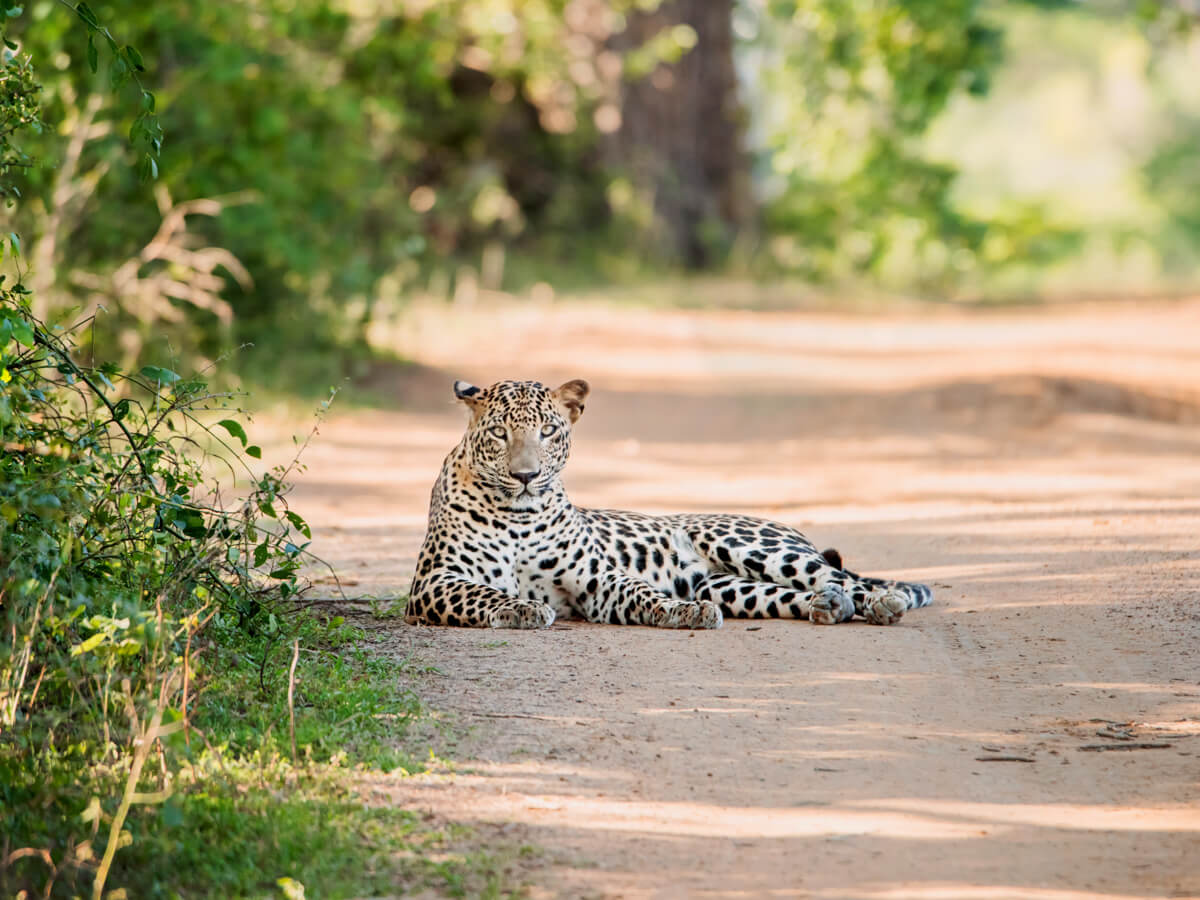 yala national park