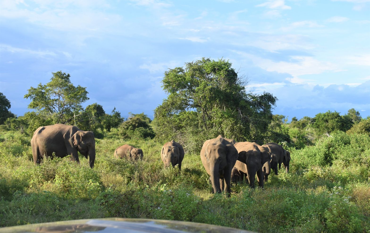 udawalawe national park