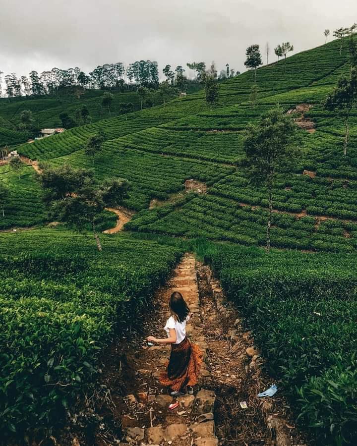 Tea Plantaion in Nuwara Eliya