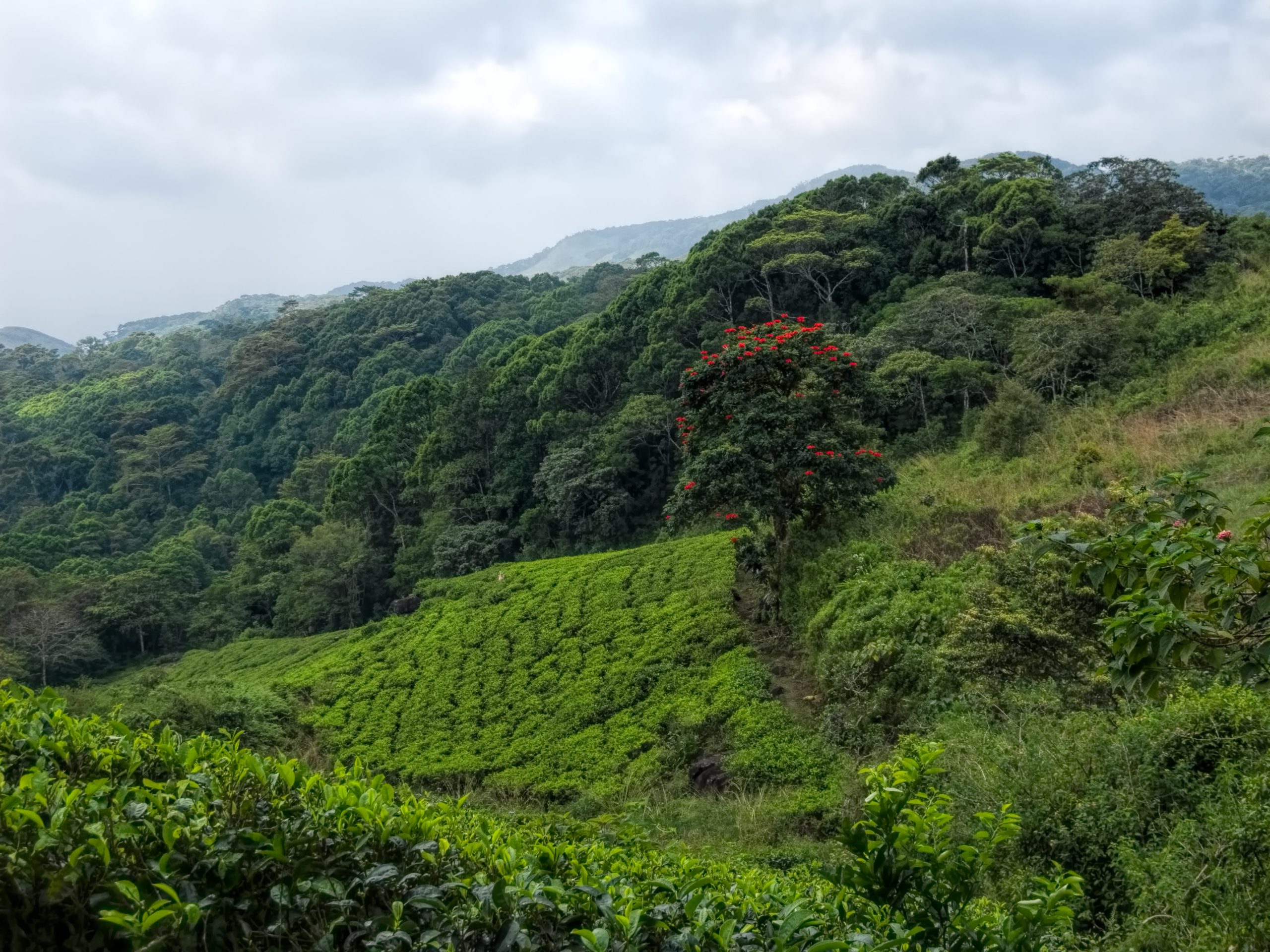 6 Night Stay at Cinnamon Bentota with Sinharaja tour