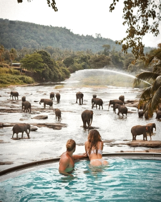 Pinnawala Elephant Orphanage