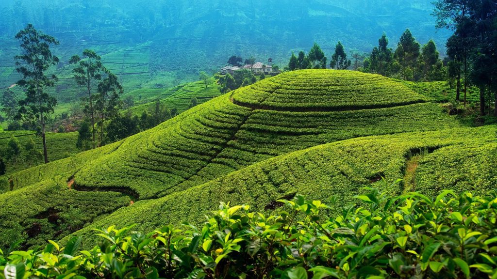 Nuwara Eliya